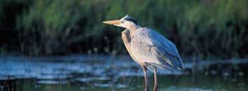 heron
