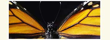 monarch