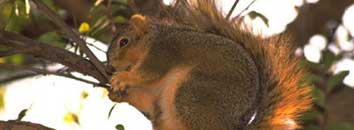 squirrel