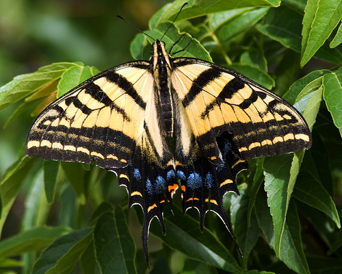 Papilio multicaudata